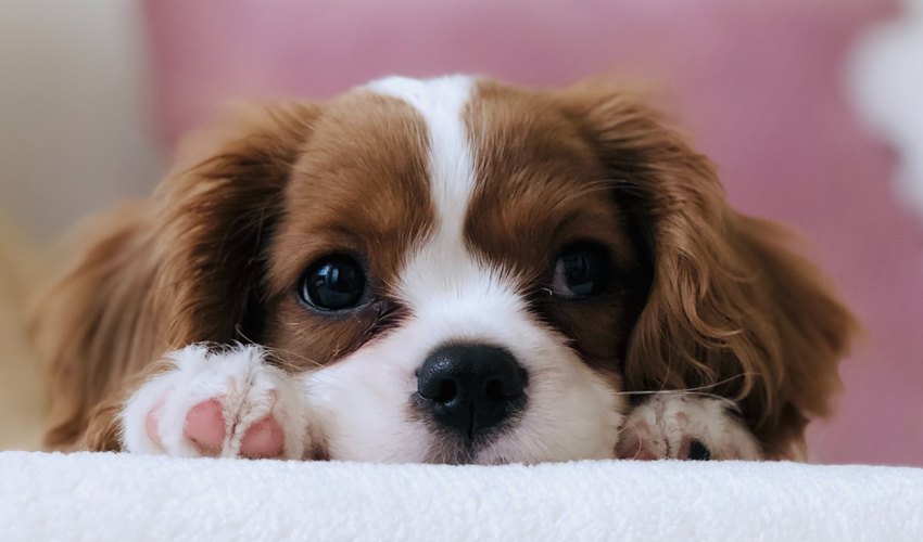 Codici: problemi con le spedizioni delle cucce Puppy Love, sito segnalato all’Antitrust per tutelare i consumatori