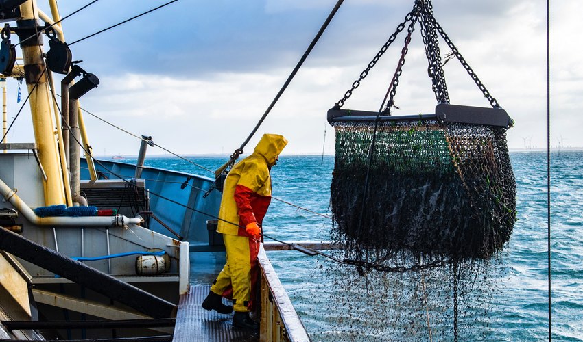 Maxi operazione della Guardia Costiera contro i prodotti ittici scaduti